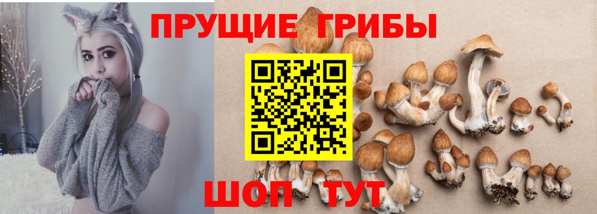 Галлюциногенные грибы Psilocybe Асбест